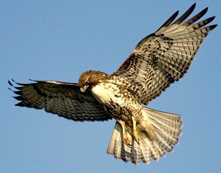 Pictures Of Hawks Of Southern Ontario 55
