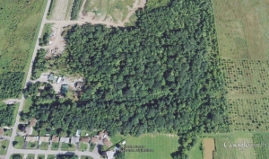 Aireal shot of Irish Grove Forest. A Google image.