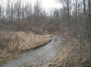One of numerous Niagara, Ontario wooded and water areas on death row due to continued low density urban sprawl sanctioned by our municipal councils in the region.