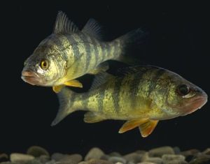 Tests on Perch in Lake Erie and other parts of the Great Lakes have recently shown levels of mercury rising once again in their flesh. Consult fish consumption guidelines available online in Ontario, New York State and other jurisdictions on guidance on how much Great Lakes fish is safe to consume.